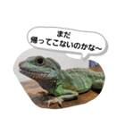 ウォータードラゴンのティラ1（個別スタンプ：12）