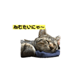にゃーこのスタンプ⭐️（個別スタンプ：2）
