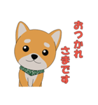 柴犬コロ！（個別スタンプ：4）