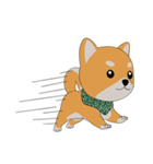 柴犬コロ！（個別スタンプ：10）
