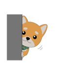 柴犬コロ！（個別スタンプ：11）