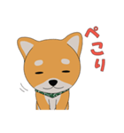 柴犬コロ！（個別スタンプ：13）