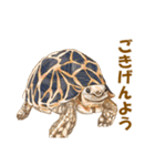 毎日使える動物たちのスタンプ 2（個別スタンプ：34）