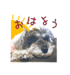 シュナウザーのくーちゃん Ver2（個別スタンプ：1）