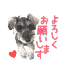 シュナウザーのくーちゃん Ver2（個別スタンプ：8）