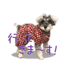 シュナウザーのくーちゃん Ver2（個別スタンプ：9）