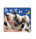 シュナウザーのくーちゃん Ver2（個別スタンプ：12）