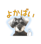 シュナウザーのくーちゃん Ver2（個別スタンプ：24）