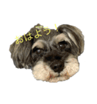 こむぎさんちのなかまたち（個別スタンプ：1）