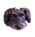 こむぎさんちのなかまたち（個別スタンプ：5）