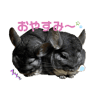 こむぎさんちのなかまたち（個別スタンプ：8）
