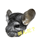 こむぎさんちのなかまたち（個別スタンプ：9）