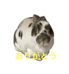 こむぎさんちのなかまたち（個別スタンプ：11）