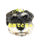こむぎさんちのなかまたち（個別スタンプ：12）