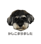 こむぎさんちのなかまたち（個別スタンプ：17）