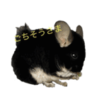 こむぎさんちのなかまたち（個別スタンプ：24）