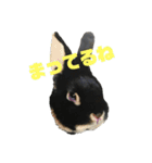 こむぎさんちのなかまたち（個別スタンプ：33）