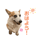 リアルなコーギースタンプ②（個別スタンプ：1）