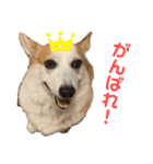 リアルなコーギースタンプ②（個別スタンプ：3）