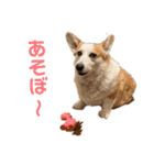リアルなコーギースタンプ②（個別スタンプ：5）