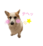 リアルなコーギースタンプ②（個別スタンプ：7）