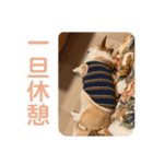リアルなコーギースタンプ②（個別スタンプ：8）