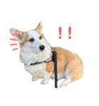 リアルなコーギースタンプ②（個別スタンプ：9）