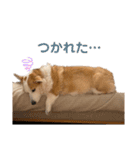 リアルなコーギースタンプ②（個別スタンプ：14）