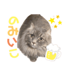 かまぞう。（個別スタンプ：14）