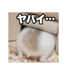 「絹毛のハム」スタンプ（個別スタンプ：5）