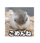 「絹毛のハム」スタンプ（個別スタンプ：11）