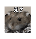 「絹毛のハム」スタンプ（個別スタンプ：15）