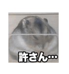 「絹毛のハム」スタンプ（個別スタンプ：21）