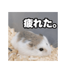 「絹毛のハム」スタンプ（個別スタンプ：24）