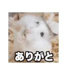 「絹毛のハム」スタンプ（個別スタンプ：25）