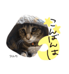 Dep 里親様スタンプ 猫ver ①（個別スタンプ：3）