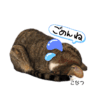 Dep 里親様スタンプ 猫ver ①（個別スタンプ：5）