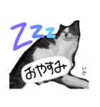 Dep 里親様スタンプ 猫ver ①（個別スタンプ：6）