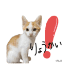 Dep 里親様スタンプ 猫ver ①（個別スタンプ：7）