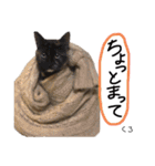Dep 里親様スタンプ 猫ver ①（個別スタンプ：8）