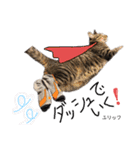 Dep 里親様スタンプ 猫ver ①（個別スタンプ：9）