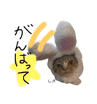 Dep 里親様スタンプ 猫ver ①（個別スタンプ：11）