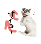 Dep 里親様スタンプ 猫ver ①（個別スタンプ：13）