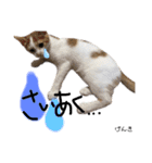 Dep 里親様スタンプ 猫ver ①（個別スタンプ：14）