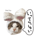 Dep 里親様スタンプ 猫ver ①（個別スタンプ：17）