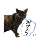 Dep 里親様スタンプ 猫ver ①（個別スタンプ：19）