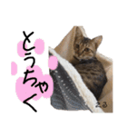 Dep 里親様スタンプ 猫ver ①（個別スタンプ：22）