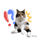 Dep 里親様スタンプ 猫ver ①（個別スタンプ：23）