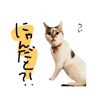 Dep 里親様スタンプ 猫ver ①（個別スタンプ：24）