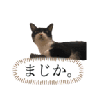 ウチの子スタイル④（個別スタンプ：4）